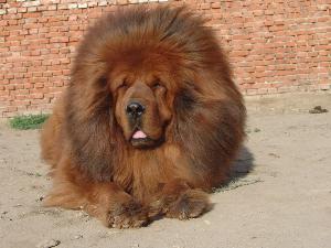 藏敖-+搜搜百科