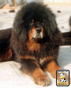 臧敖+臧敖,又称藏狗