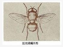 丝光绿蝇