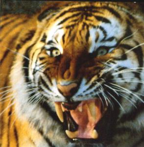 虎 トラ の画像 原寸画像検索
