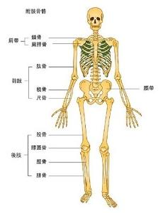 典型的成人人的骨骼包括以下206 根骨头   在头骨(22):   头盖骨骨头