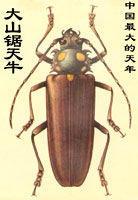 大山锯天牛