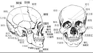 头盖骨骨头