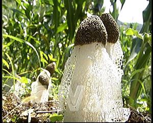 黄裙竹荪蘑菇