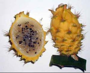 火龙果+-+搜搜百科