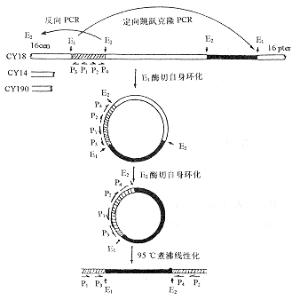 断裂基因_什么是断裂基因_断裂基因名词解释