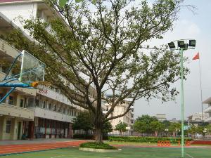 田阳实验小学