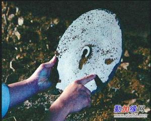 杜立巴石碟+-+搜搜百科