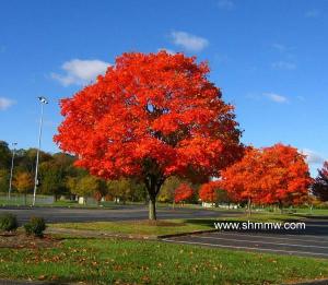 美国红枫