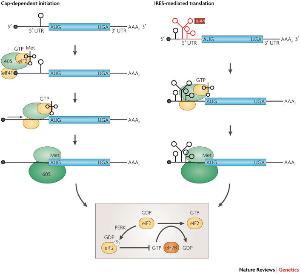 mrna5`帽子