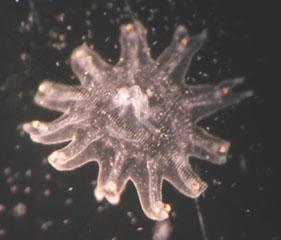 刺胞动物门钵水母纲浮游生物