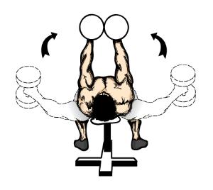 平卧哑铃飞鸟 - 搜搜百科