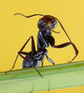 臭蚁-+搜搜百科