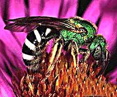 hoplocampa pyricola rohwer)又称为折梢虫,切芽虫,花钻子等,属于