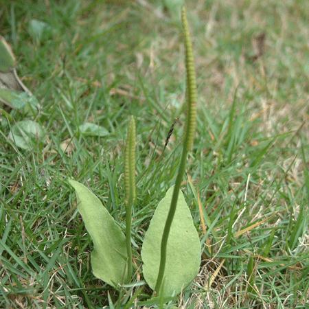 瓶耳小草