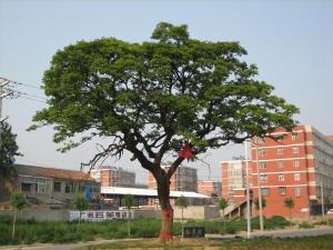 睢宁红叶树位于江苏省徐州市睢宁县城