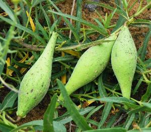 分类:为萝藦科、 鹅绒 藤属植物。
