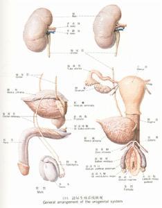 泌尿系统梗阻性临床表现在急性梗阻常产生疼痛