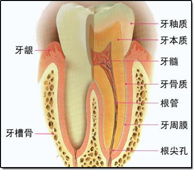 牙龈肿痛_牙龈肿痛怎么办