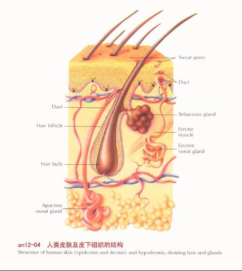皮下组织又称为皮下脂肪组织