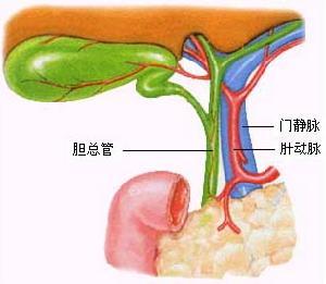 胆道闭锁