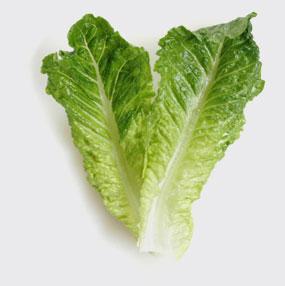 lettuce