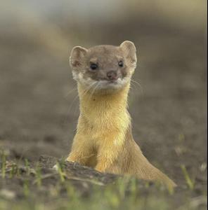 weasel