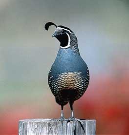 quail