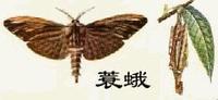 袋蛾- 搜狗百科