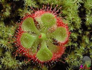 锦地罗是一种吃虫草植物吃动物