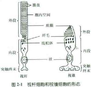 视杆细胞