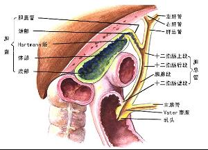 胆道系统