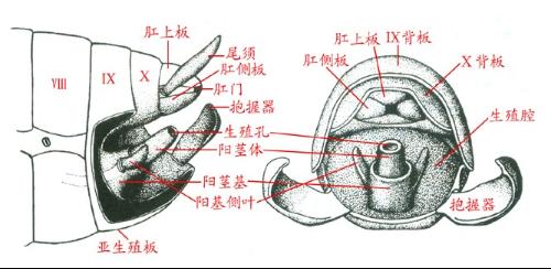 阳茎叶