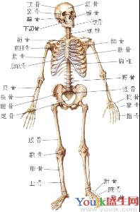 经膈肌肋间疝