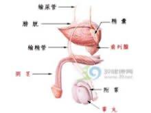 <em>外翻</em>露出阴茎头距冠状沟0