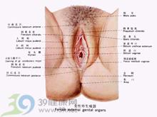 外阴瘙痒 - 搜搜百科