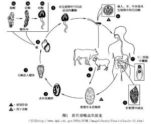 图册集锦 花絮视频 概述  片吸虫病(fascioliasis)是由肝片形吸虫