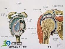 治疗方法的选择取决于肩袖损伤的类型及损伤时间.