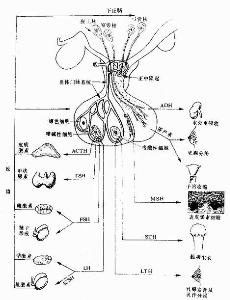 成人腺垂体功能减退症