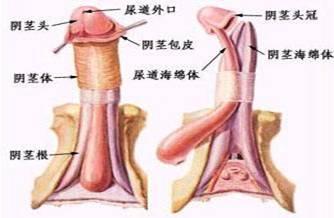 并可能因为<em>性交</em>时用力过猛而扯裂