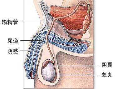 睾丸高清图片