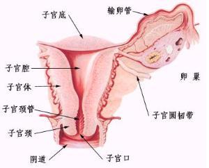 细菌<em>阴道</em>炎疾病