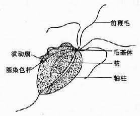 阴道毛<em>滴虫</em>病并不是<em>女人</em>的专利