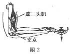 肱二头肌抗阻力试验