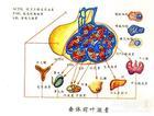 肾上腺素作用翻转