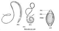 鞭虫