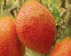 木鳖果+-+搜搜百科