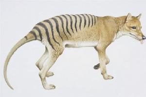 塔斯马尼亚狼 - 搜搜百科