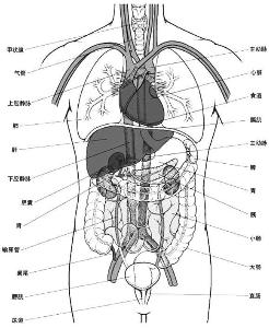人体解剖图五脏六腑高清图片