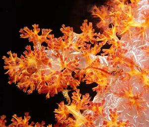 红鸡冠珊瑚